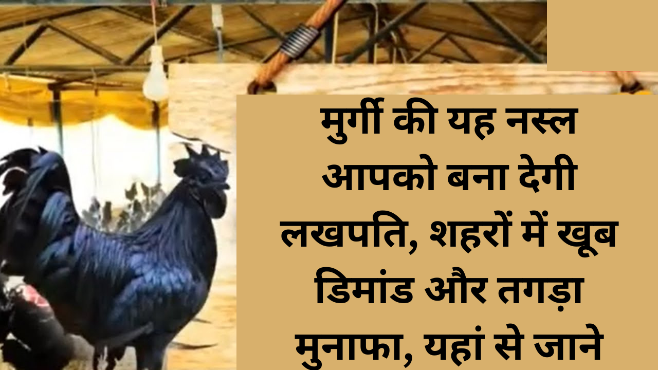 Kadaknath Murgi Palan: मुर्गी की यह नस्ल आपको बना देगी लखपति, शहरों में खूब डिमांड और तगड़ा मुनाफा, यहां से जाने